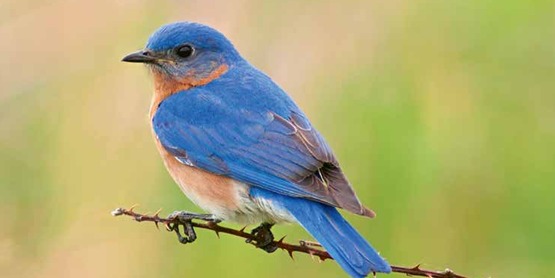 Learn how to attract bluebirds to your landscape while improving your gardening skills. 