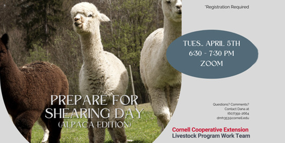 Shearing Day