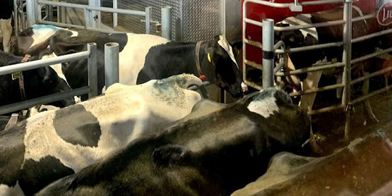 cows