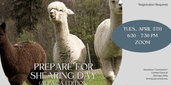 Alpaca Shearing zoom meeting graphic