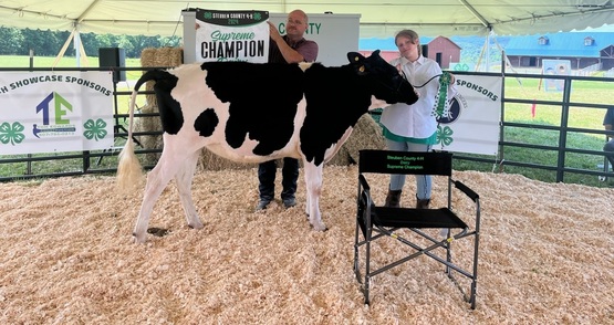 dairy