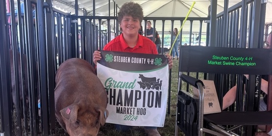 pig champ