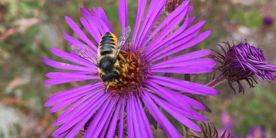 Wool Carder Bee on NE Aster
