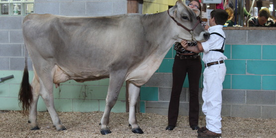 Dairy showing