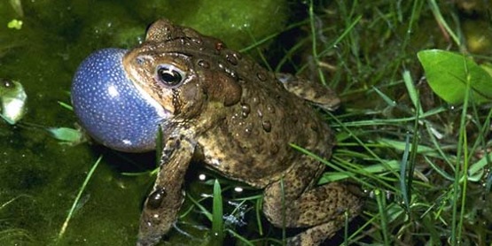 American toad, amphibian, toad