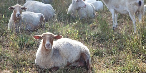 goats