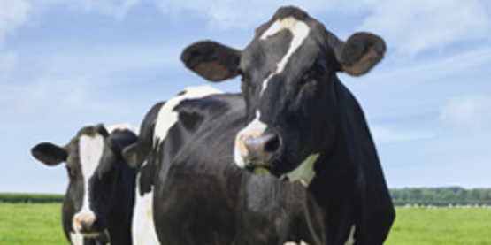 Profitable Meat Marketing