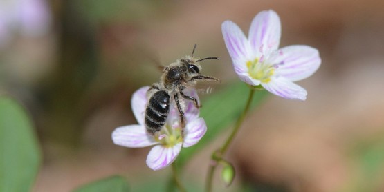 Spring Mining Bee on Spring Beauty