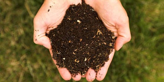 fresh compost