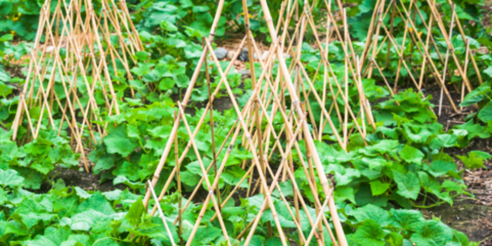 Teepee Trellis Workshop