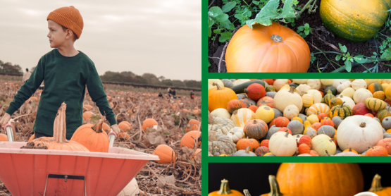 4-H Pumpkin Growing Contest Graphic