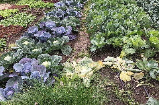 Vegetable Garden Produce