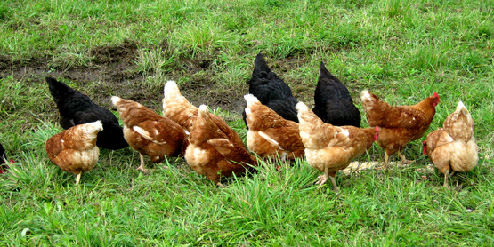 Pastured poultry at Quinn's Irish Hill Farm, Freeville NY.