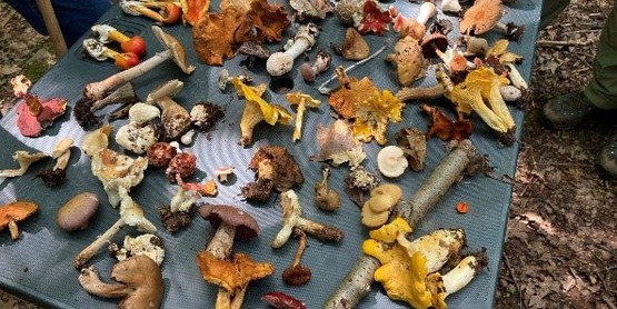 foraged mushrooms on a table