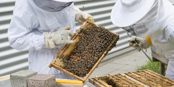Beekeeping