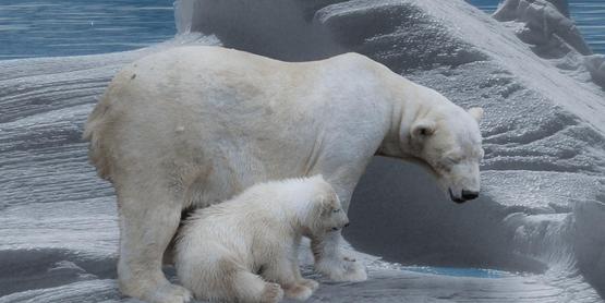 polar bear
