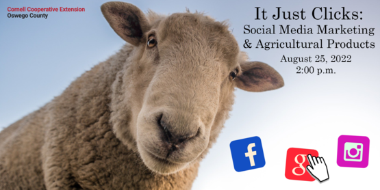 sheep social media