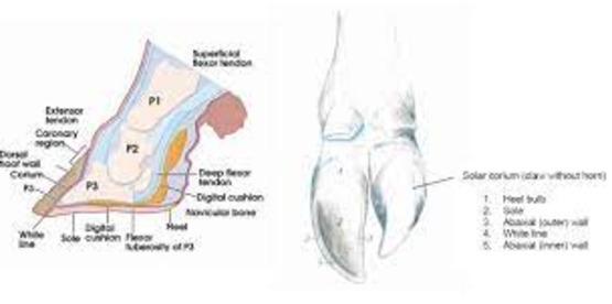 cow hoof anatomy