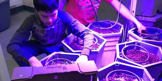 hydroponics