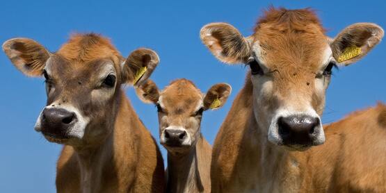 Jersey Cows