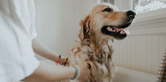 Dog Grooming