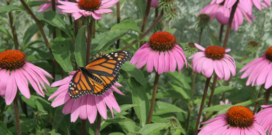 echinacea monarch butterfly
