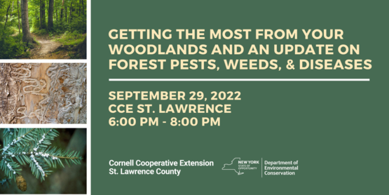 Woodlands Website Banner