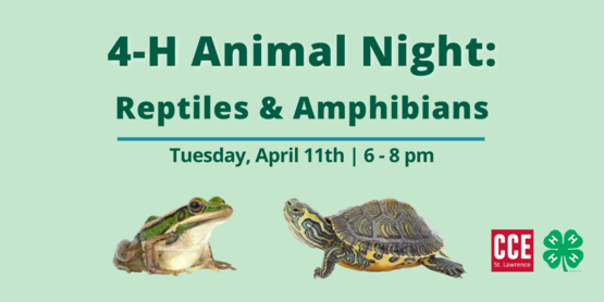 Reptile Banner