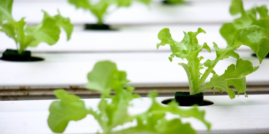 HYDROPONICS