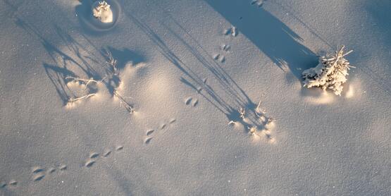 animal tracks in the snow