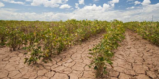 soybean crop in drought