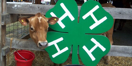 Dairy & 4-H