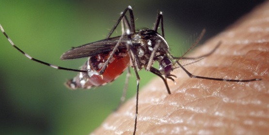 mosquito