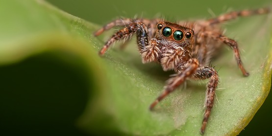 spider