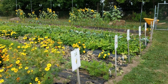 community garden