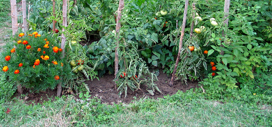 Kitchen garden in Gers, France with marigolds, tomatoes and trellises
