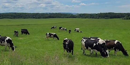 cows ag