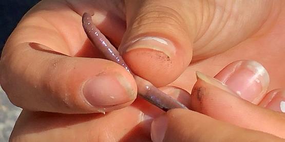 Asian jumping worms