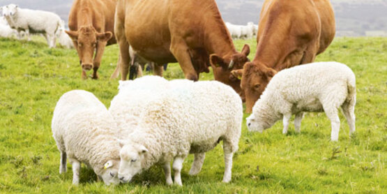 beef and sheep grazing