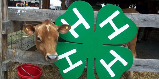 Dairy & 4-H
