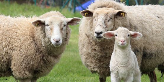 sheep