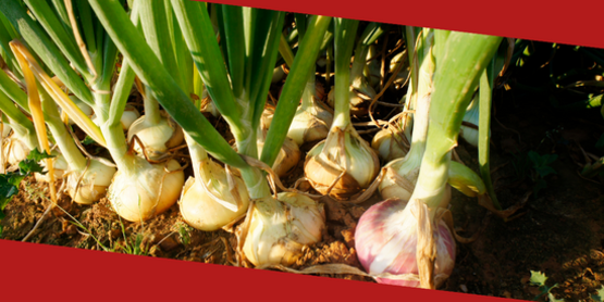 Onions growing tightly in a field
