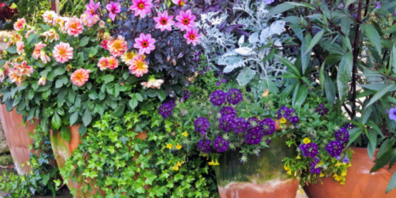 potted plants on patio