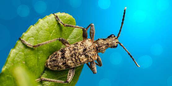 Insects