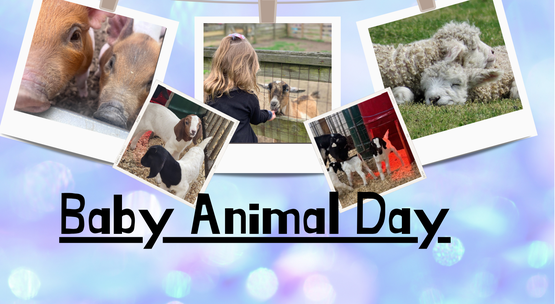 Baby animal day