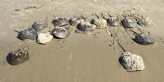 horseshoe crabs
