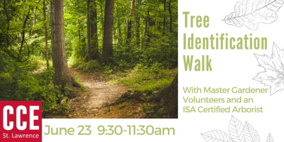 Graphic for Tree ID walk 6/23