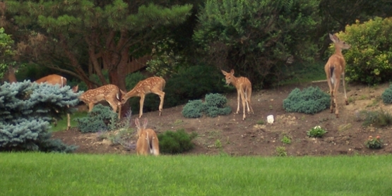 Gardening with Deer