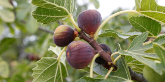 figs, ripe and ready for harvest