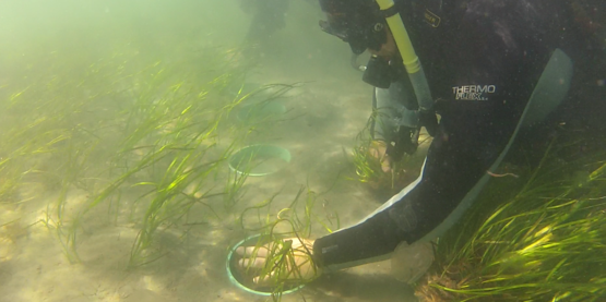 planting eelgrass